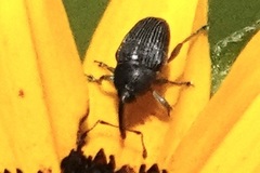 Odontocorynus umbellae