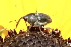 Odontocorynus umbellae