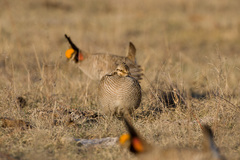 Tympanuchus pallidicinctus