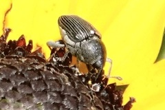 Odontocorynus umbellae