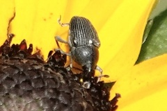 Odontocorynus umbellae