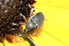 Odontocorynus umbellae