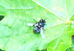 Oestroidea