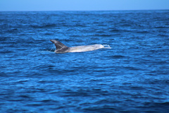 Grampus griseus