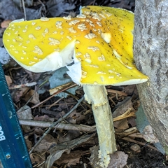 Amanita muscaria guessowii