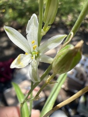 Asparagaceae