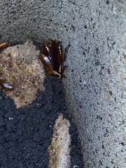 Periplaneta australasiae