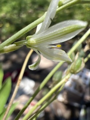Asparagaceae