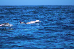 Grampus griseus