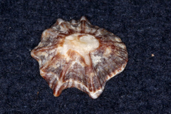 Siphonaria