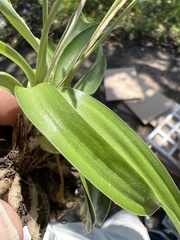 Asparagaceae