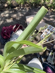 Asparagaceae