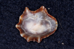 Siphonaria