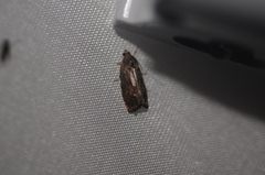 Cydia latiferreana