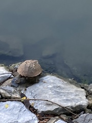 Malayemys macrocephala