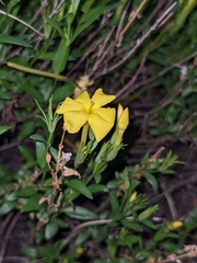 Menodora longiflora