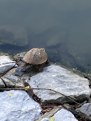 Malayemys macrocephala