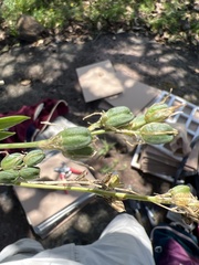 Asparagaceae