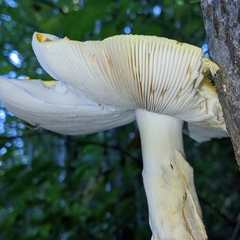 Amanita muscaria guessowii