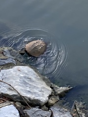 Malayemys macrocephala