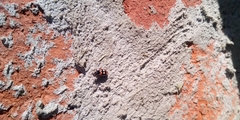 Eriopis connexa