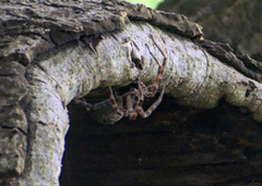 Dolomedes tenebrosus