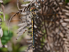 Hemicordulia tau