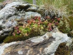 Sempervivum globiferum