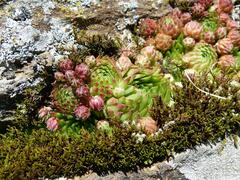 Sempervivum globiferum