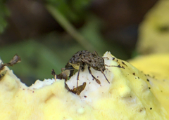 Ontholestes cingulatus