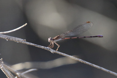 Argia pallens