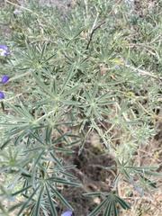 Lupinus variicolor