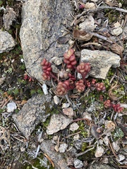 Sedum divergens