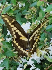 Papilioninae