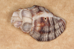 Muricidae