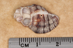 Muricidae