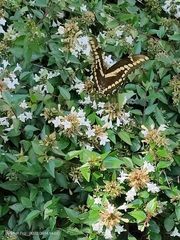 Papilioninae