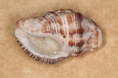 Muricidae