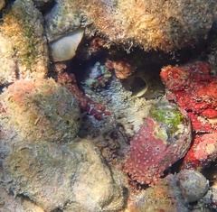 Octopus insularis