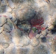 Octopus insularis