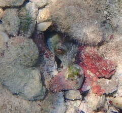 Octopus insularis