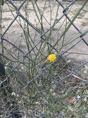 Bebbia juncea