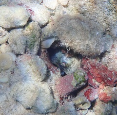 Octopus insularis