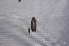 Cydia latiferreana