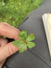Rubus pedatus