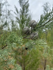 Callitris glaucophylla