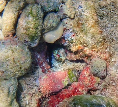 Octopus insularis