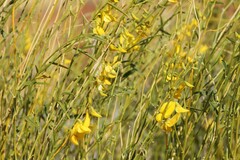 Crotalaria eremaea eremaea