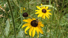 Bombus bifarius