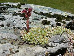 Sempervivum arachnoideum